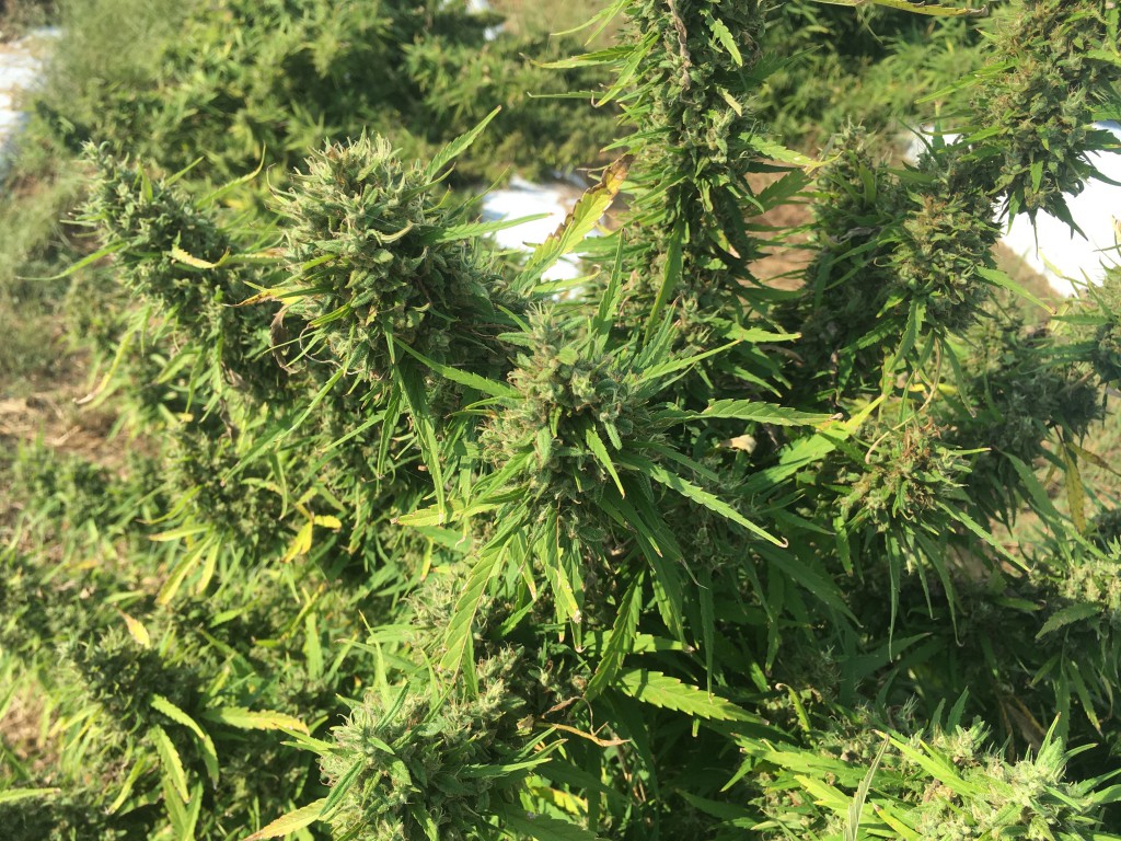 Hemp Growing