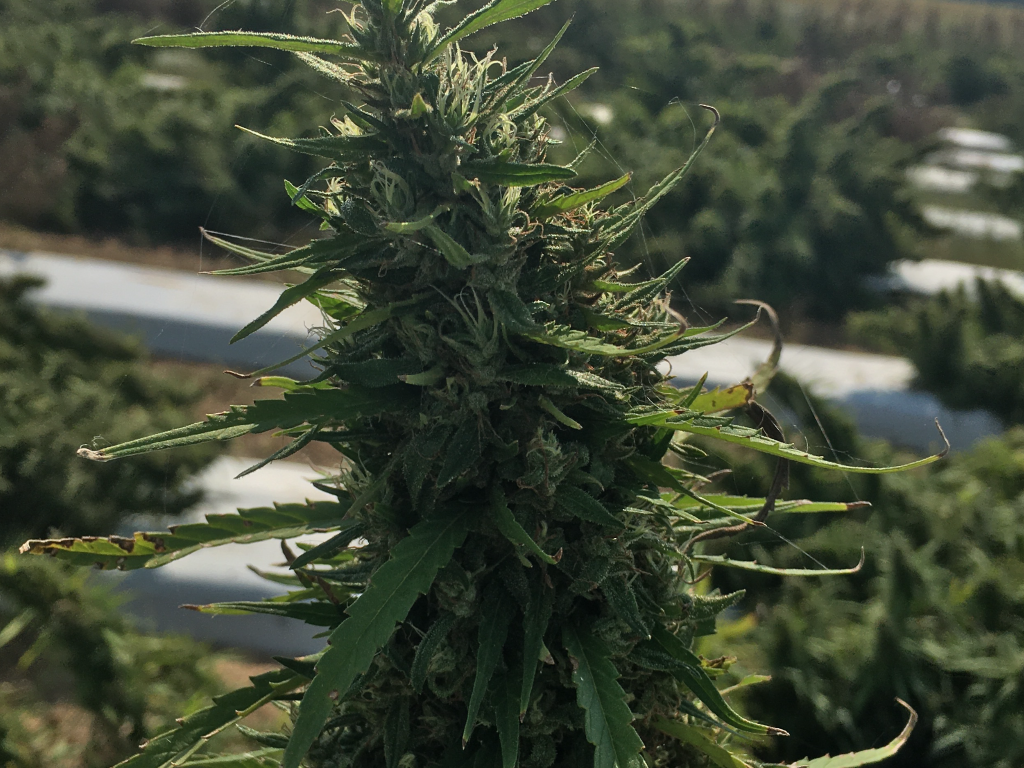 Hemp Growing