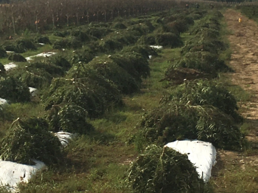 Harvesting